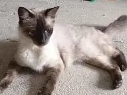 Gato raça SRD-ViraLata idade Abaixo de 2 meses nome Gatinhos da Tia Fê