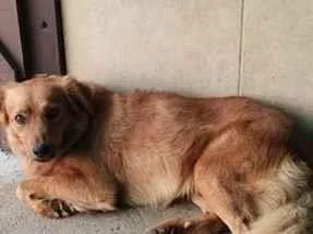Cachorro raça SRD-ViraLata idade 4 anos nome Caramelo
