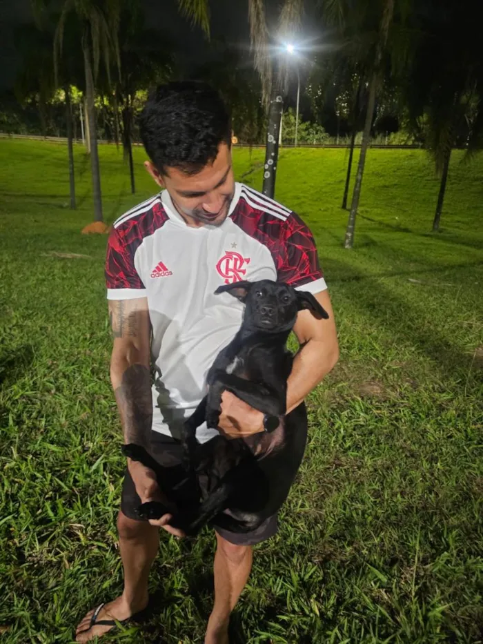 Cachorro raça SRD-ViraLata idade 1 ano nome Não tem