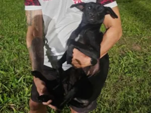 Cachorro raça SRD-ViraLata idade 1 ano nome Não tem