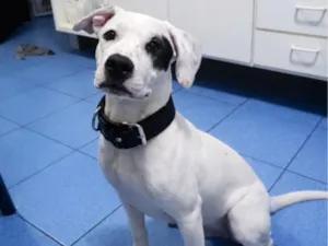 Cachorro raça SRD-ViraLata idade 7 a 11 meses nome Bud
