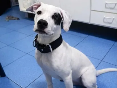 Cachorro raça SRD-ViraLata idade 7 a 11 meses nome Bud