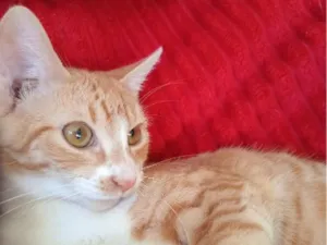 Gato raça SRD-ViraLata idade 1 ano nome Rubi