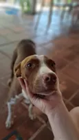 caramela