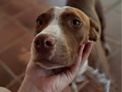 Cachorro raça SRD-ViraLata idade 7 a 11 meses nome caramela