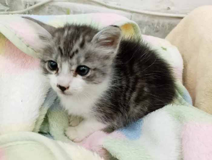 Gato raça SRD-ViraLata idade Abaixo de 2 meses nome sem nome ainda