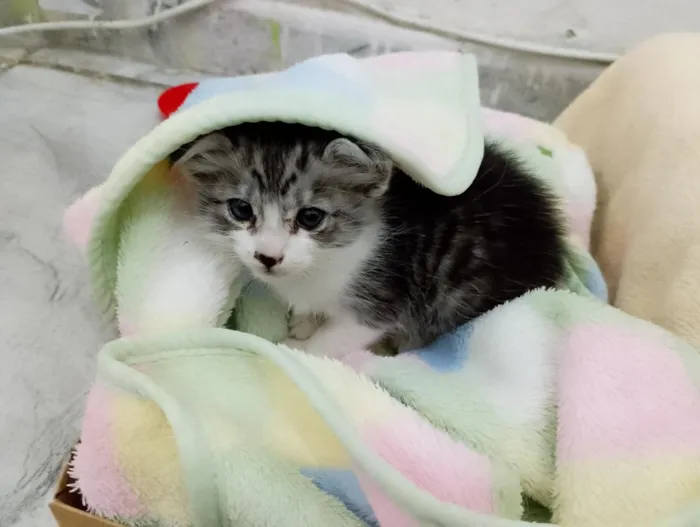 Gato raça SRD-ViraLata idade Abaixo de 2 meses nome sem nome ainda