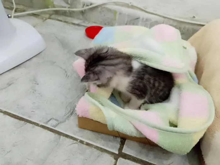 Gato raça SRD-ViraLata idade Abaixo de 2 meses nome sem nome ainda
