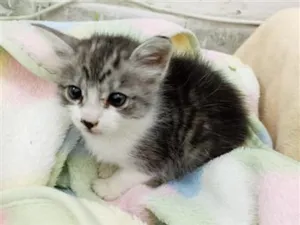 Gato raça SRD-ViraLata idade Abaixo de 2 meses nome sem nome ainda