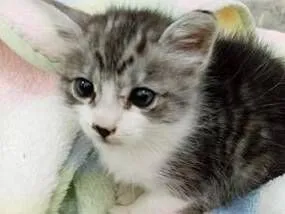 Gato raça SRD-ViraLata idade Abaixo de 2 meses nome sem nome ainda