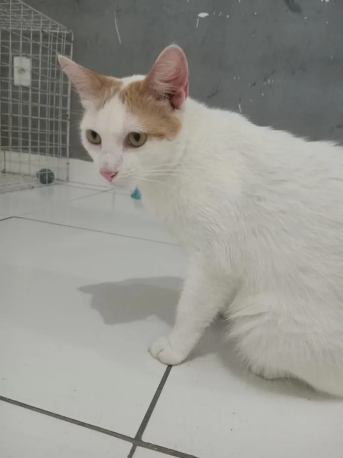 Gato raça SRD-ViraLata idade 1 ano nome Galego