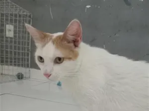 Gato raça SRD-ViraLata idade 1 ano nome Galego
