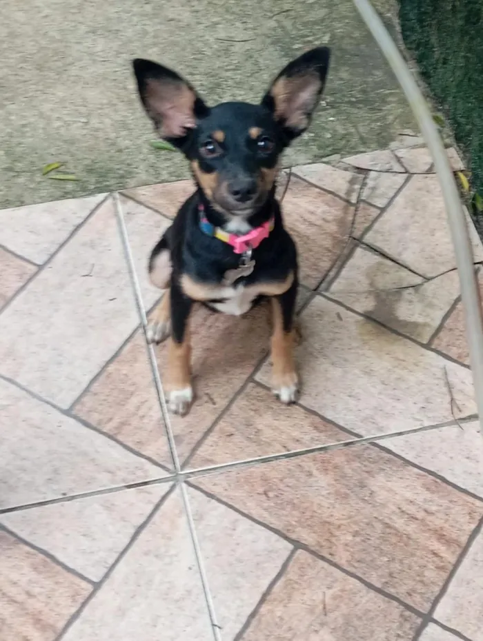 Cachorro raça SRD-ViraLata idade 7 a 11 meses nome Ravenna