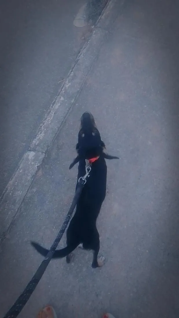 Cachorro raça SRD-ViraLata idade 7 a 11 meses nome Ravenna
