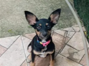 Cachorro raça SRD-ViraLata idade 7 a 11 meses nome Ravenna