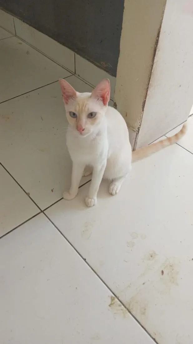 Gato raça SRD-ViraLata idade 7 a 11 meses nome Heros 