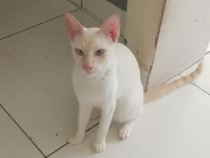 Gato raça SRD-ViraLata idade 7 a 11 meses nome Heros 