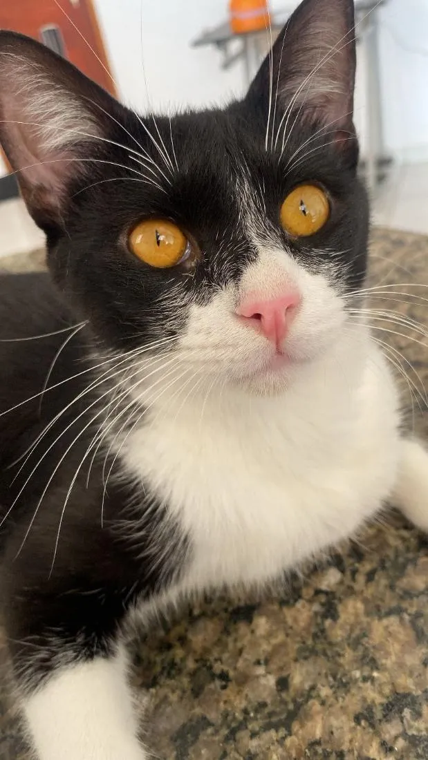 Gato raça SRD-ViraLata idade 2 a 6 meses nome Zagreu