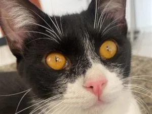 Gato raça SRD-ViraLata idade 2 a 6 meses nome Zagreu