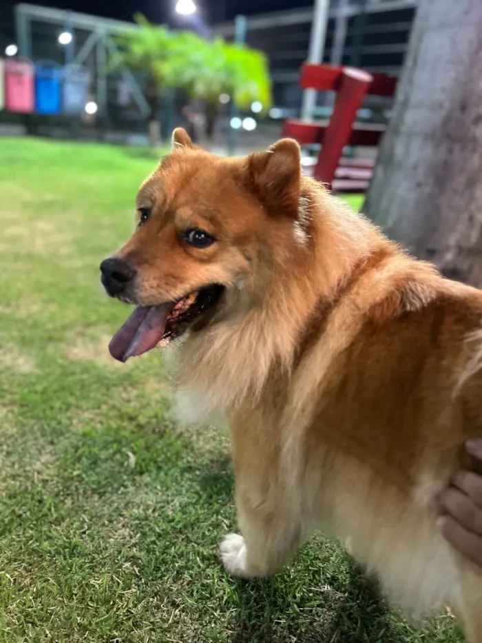 Cachorro raça SRD-ViraLata idade 2 a 6 meses nome Malu