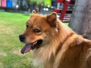 Cachorro raça SRD-ViraLata idade 2 a 6 meses nome Malu