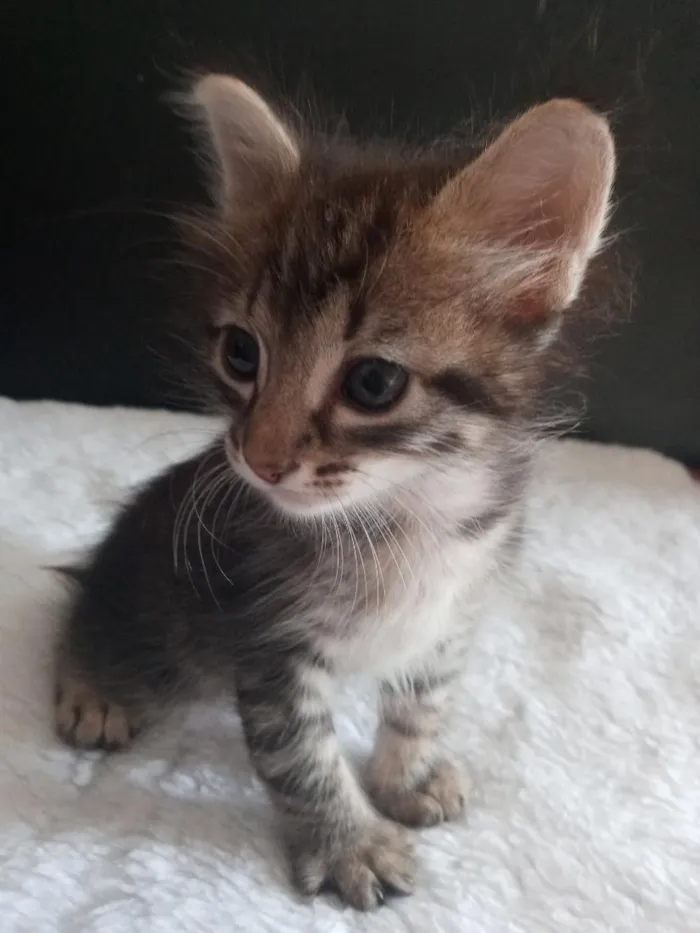Gato raça SRD-ViraLata idade 2 a 6 meses nome Hiponas