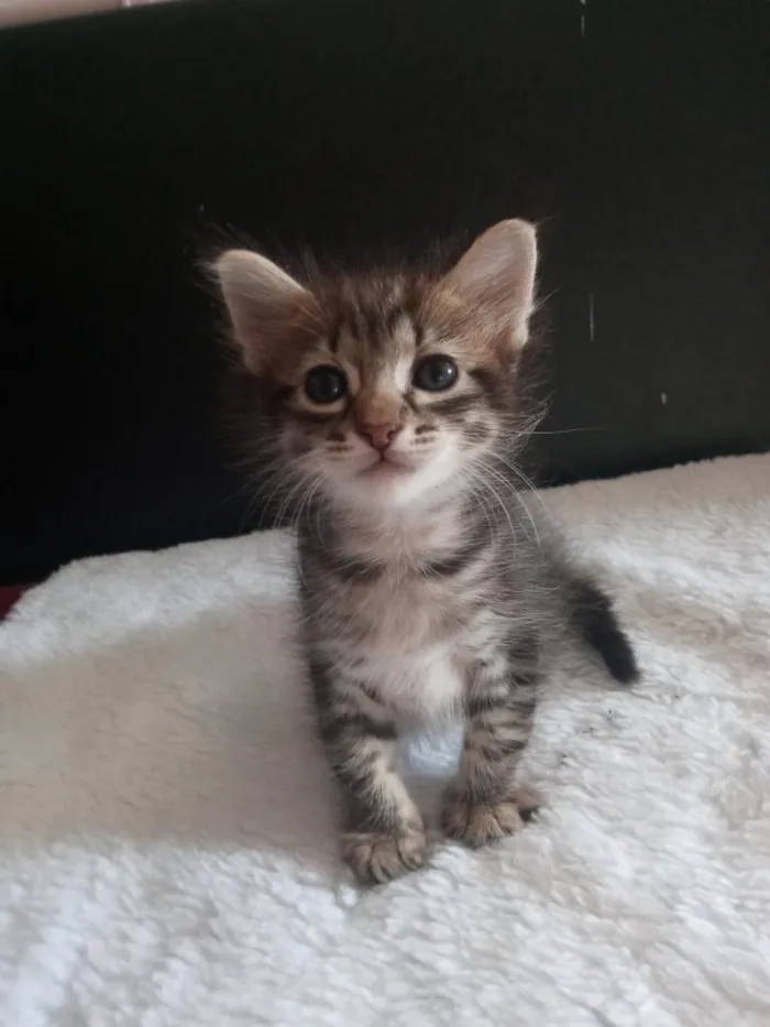 Gato raça SRD-ViraLata idade 2 a 6 meses nome Hiponas