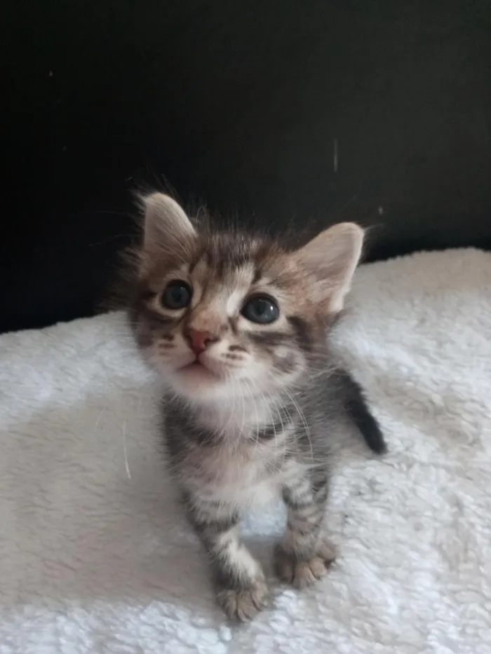 Gato raça SRD-ViraLata idade 2 a 6 meses nome Hiponas