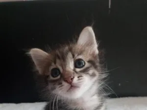 Gato raça SRD-ViraLata idade 2 a 6 meses nome Hiponas