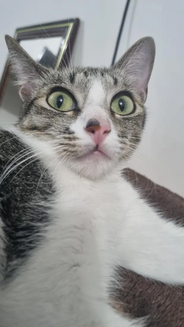 Gato raça SRD-ViraLata idade 2 anos nome Melissa