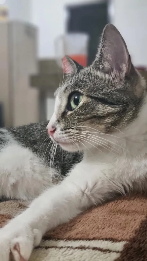 Gato raça SRD-ViraLata idade 2 anos nome Melissa