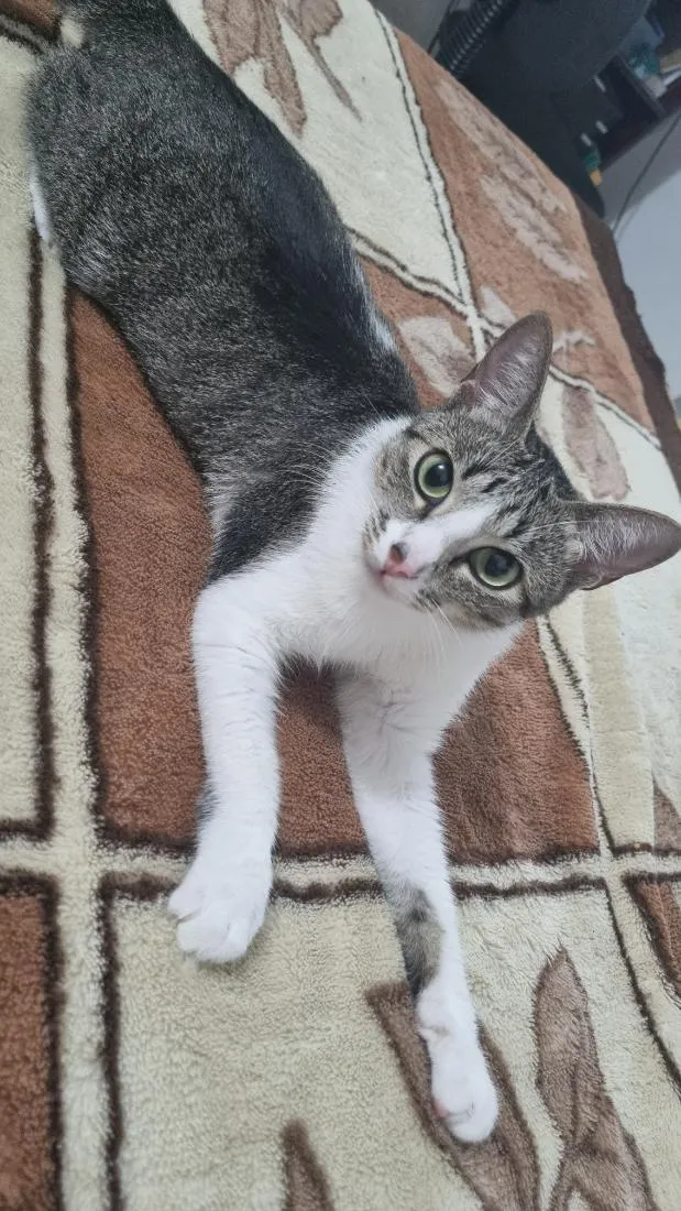Gato raça SRD-ViraLata idade 2 anos nome Melissa