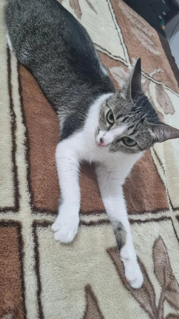 Gato raça SRD-ViraLata idade 2 anos nome Melissa