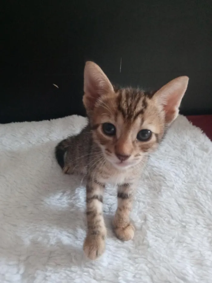 Gato raça SRD-ViraLata idade 2 a 6 meses nome Aries
