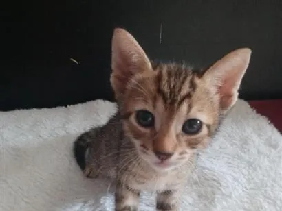 Gato raça SRD-ViraLata idade 2 a 6 meses nome Aries