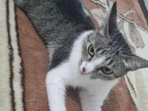Gato raça SRD-ViraLata idade 2 anos nome Melissa