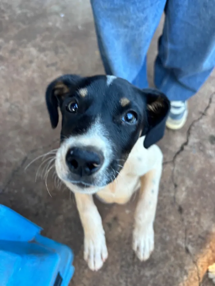 Cachorro raça SRD-ViraLata idade 2 a 6 meses nome Luke