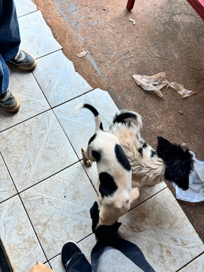 Cachorro raça SRD-ViraLata idade 2 a 6 meses nome Luke
