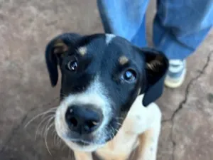 Cachorro raça SRD-ViraLata idade 2 a 6 meses nome Luke
