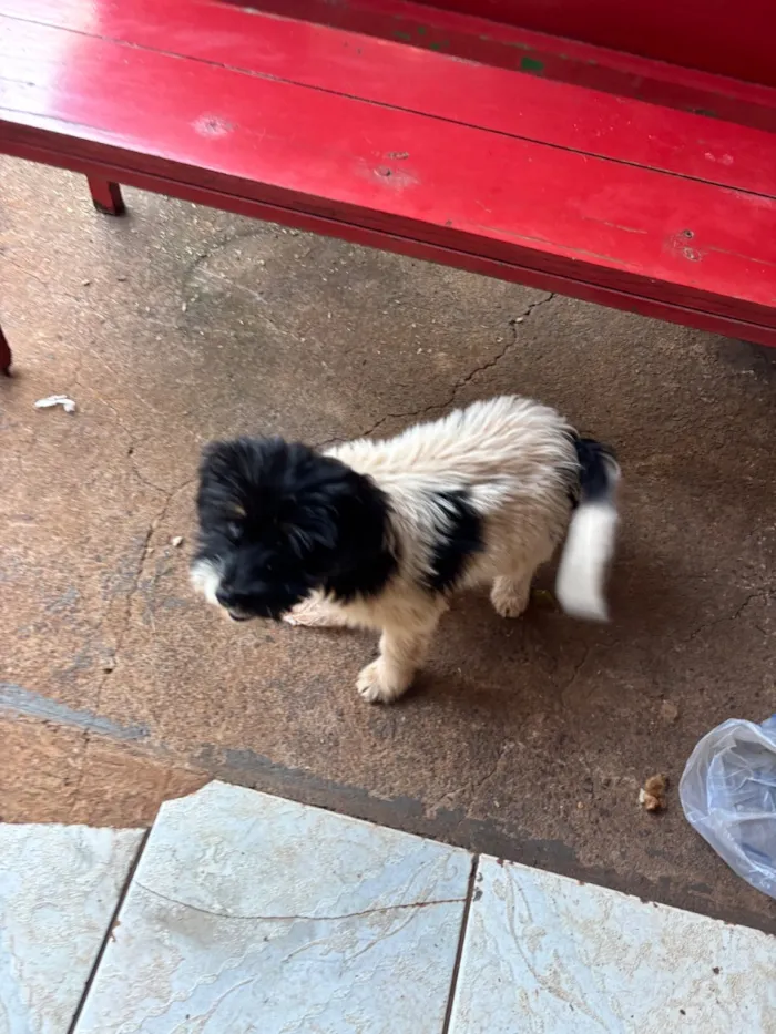 Cachorro raça SRD-ViraLata idade 2 a 6 meses nome Luna 