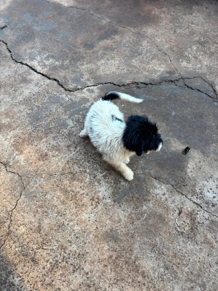 Cachorro raça SRD-ViraLata idade 2 a 6 meses nome Luna 
