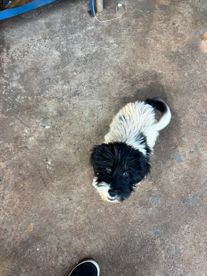 Cachorro raça SRD-ViraLata idade 2 a 6 meses nome Luna 