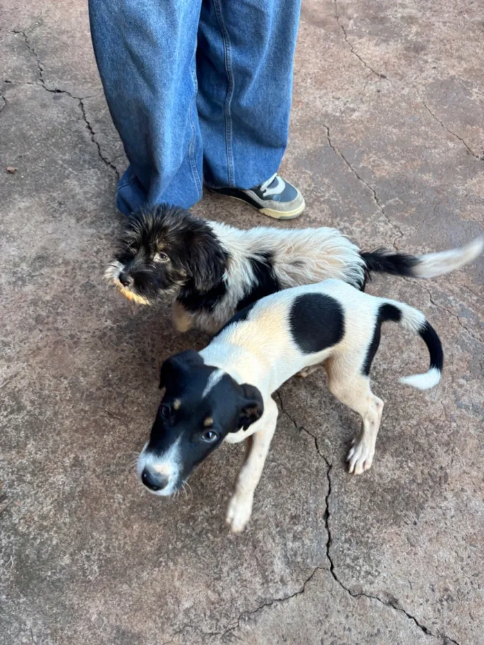 Cachorro raça SRD-ViraLata idade 2 a 6 meses nome Luna 