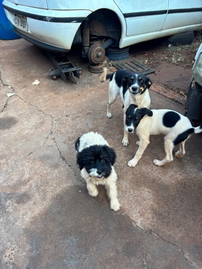 Cachorro raça SRD-ViraLata idade 2 a 6 meses nome Luna 