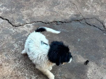 Cachorro raça SRD-ViraLata idade 2 a 6 meses nome Luna 