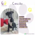 Cascão