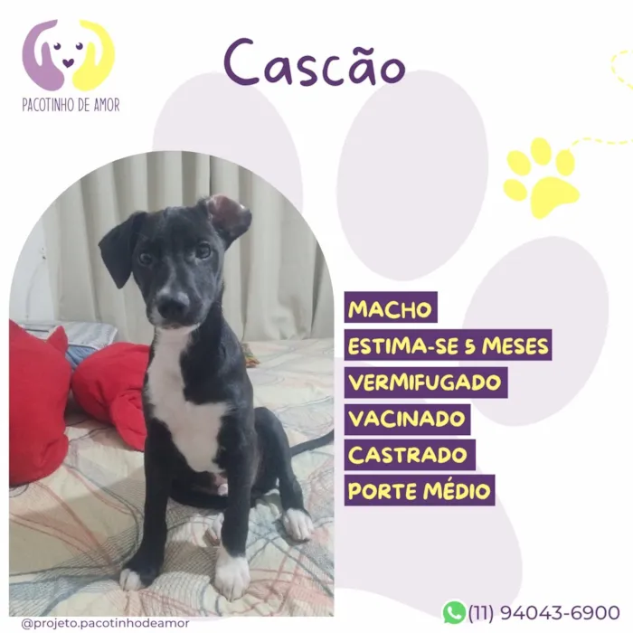 Cachorro raça SRD-ViraLata idade 5 anos nome Cascão