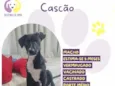 Cascão
