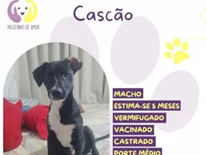 Cachorro raça SRD-ViraLata idade 5 anos nome Cascão