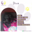 Diva
